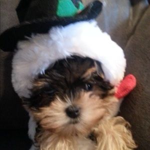 Meet your Posher, Joni